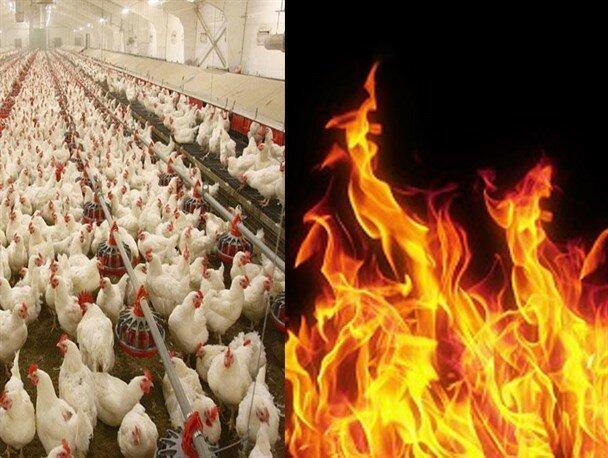 جوجه هایی که کباب شدند جوجه هایی که کباب شدند
