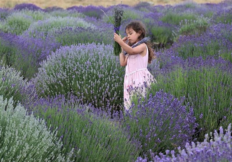 کشت و تولید اسطوخودوس در ترکیه