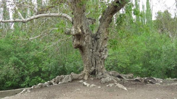 استحکام بخشی ریشه های درخت گردوی 500 ساله اسفرجان