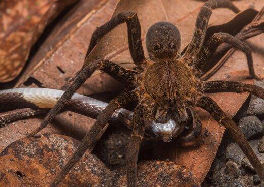 چرا مار به دست عنکبوت شکار می گردد؟، عکس