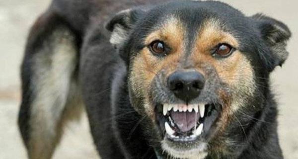 سگ های ولگرد 11 گونه حیات وحش ایران را منقرض کردند ، افزایش نگران کننده حمله سگ ها به انسان