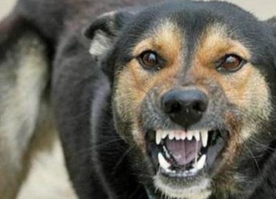 سگ های ولگرد 11 گونه حیات وحش ایران را منقرض کردند ، افزایش نگران کننده حمله سگ ها به انسان